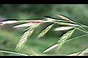 大扁雀麥-穗7.jpg