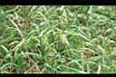 大扁雀麥-青實.jpg