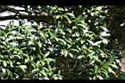大明橘-葉01.jpg