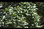 大明橘-葉02.jpg