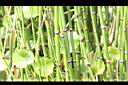 大木賊-枝04.JPG