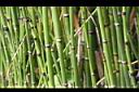 大木賊-枝07.JPG