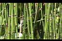 大木賊-枝10.JPG