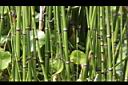 大木賊-枝11.JPG