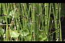 大木賊-枝16.JPG
