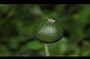 大果玉心花-實04.JPG