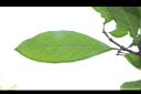 大果玉心花-葉脈01.JPG