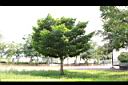大果玉心花00.JPG