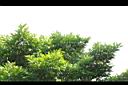 大果玉心花02.JPG