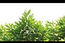 大果玉心花03.JPG