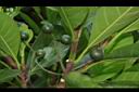 大果玉心花07.JPG