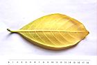 大果玉心花-葉背05.JPG