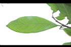 大果玉心花-葉脈02.JPG