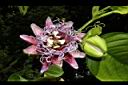 大果西番蓮-花09.JPG