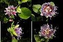 大果西番蓮-花1.jpg