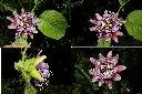大果西番蓮-花2.jpg