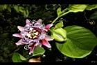 大果西番蓮-花01.JPG