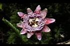 大果西番蓮-花30.JPG
