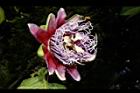 大果西番蓮-花33.JPG