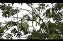 大果鐵刀木-實01.jpg