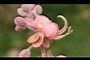 大果鐵刀木-花09.JPG