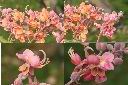 大果鐵刀木-花1.jpg