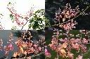 大果鐵刀木-花序1.jpg