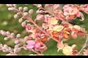 大果鐵刀木-花序15.JPG