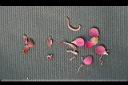 大果鐵刀木-花瓣1.jpg