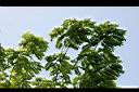 大果鐵刀木-葉00.jpg