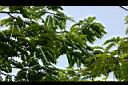 大果鐵刀木-葉01.jpg