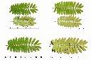 大果鐵刀木-葉1.jpg