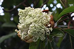 大枝掛繡球-花01.JPG