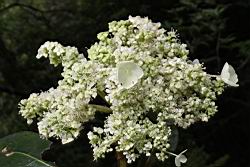 大枝掛繡球-花04.JPG
