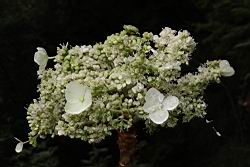 大枝掛繡球-花09.JPG