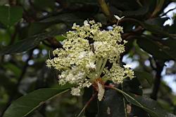 大枝掛繡球-花13.JPG