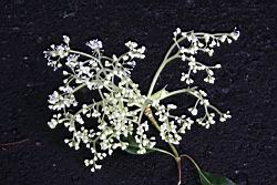 大枝掛繡球-花15.jpg
