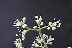 大枝掛繡球-花16.jpg