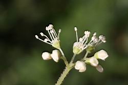 大枝掛繡球-花17.jpg