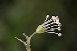 大枝掛繡球-花18.jpg