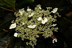 大枝掛繡球-花63.JPG