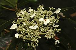 大枝掛繡球-花65.JPG