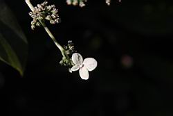 大枝掛繡球-萼片02.JPG