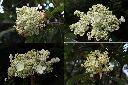 大枝掛繡球-花1.jpg