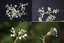 大枝掛繡球-花2.jpg