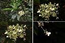 大枝掛繡球-花3.jpg