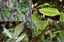 大枝掛繡球-葉1.jpg