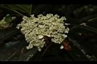 大枝掛繡球-花00.JPG