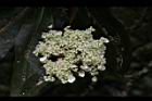 大枝掛繡球-花02.JPG