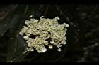大枝掛繡球-花03.JPG